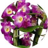 Dendrobium orchid